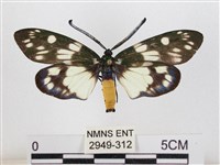 蓬萊茶斑蛾藏品圖，第1張