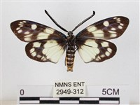 蓬萊茶斑蛾藏品圖，第2張