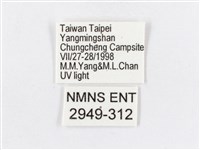 蓬萊茶斑蛾藏品圖，第3張