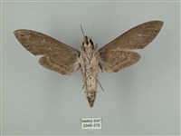 蝦殼天蛾藏品圖，第2張