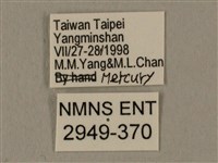 蝦殼天蛾藏品圖，第3張