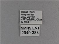 臺灣斑眼蝶藏品圖，第3張