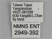 臺灣環蛺蝶藏品圖，第3張