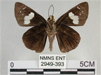 曲紋袖弄蝶藏品圖，第2張