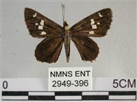 白斑弄蝶藏品圖，第1張