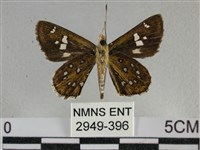 白斑弄蝶藏品圖，第2張