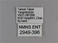 白斑弄蝶藏品圖，第3張