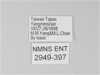 淡青雅波灰蝶藏品圖，第3張
