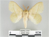 青枯葉蛾藏品圖，第1張