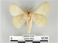 青枯葉蛾藏品圖，第2張