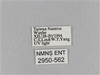 青枯葉蛾藏品圖，第3張