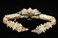 強壯菱蟹藏品圖，第7張