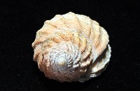粗布核螺藏品圖，第4張