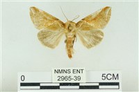 印華波紋蛾藏品圖，第1張