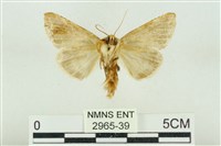 印華波紋蛾藏品圖，第2張