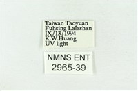 印華波紋蛾藏品圖，第3張