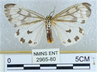 粉蝶燈蛾藏品圖，第1張