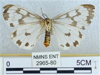 粉蝶燈蛾藏品圖，第2張