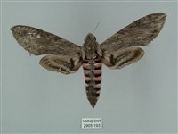 蝦殼天蛾藏品圖，第1張