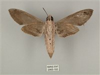 蝦殼天蛾藏品圖，第2張