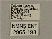 蝦殼天蛾藏品圖，第3張