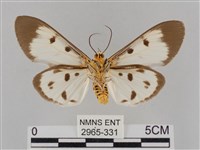 長斑擬燈蛾藏品圖，第2張