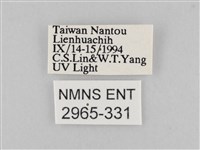 長斑擬燈蛾藏品圖，第3張