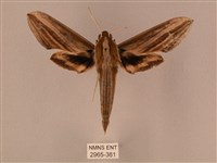 棕綠背線天蛾藏品圖，第1張