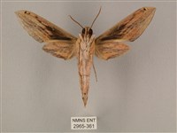 棕綠背線天蛾藏品圖，第2張