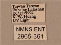 棕綠背線天蛾藏品圖，第3張