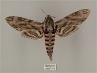 蝦殼天蛾藏品圖，第1張