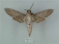 蝦殼天蛾藏品圖，第2張