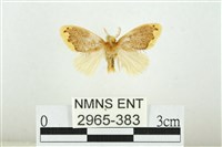 黑翅黃毒蛾藏品圖，第1張