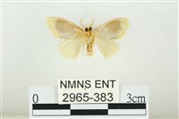 黑翅黃毒蛾藏品圖，第2張