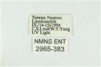 黑翅黃毒蛾藏品圖，第3張