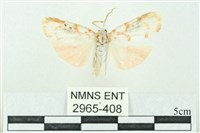 臺雪苔蛾藏品圖，第1張