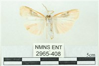 臺雪苔蛾藏品圖，第2張