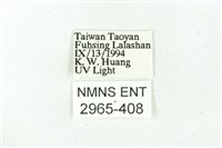 臺雪苔蛾藏品圖，第3張