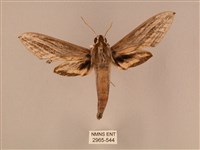 棕綠背線天蛾藏品圖，第1張