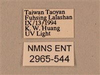 棕綠背線天蛾藏品圖，第3張