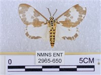 後凸蝶燈蛾藏品圖，第1張