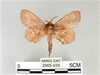 馬尾松枯葉蛾藏品圖，第1張