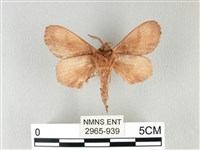 馬尾松枯葉蛾藏品圖，第2張