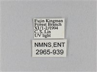 馬尾松枯葉蛾藏品圖，第3張