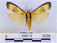 閃光苔蛾藏品圖，第2張