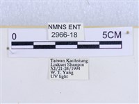 閃光苔蛾藏品圖，第3張