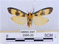 閃光苔蛾藏品圖，第1張