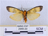 閃光苔蛾藏品圖，第2張