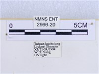 閃光苔蛾藏品圖，第3張