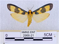 閃光苔蛾藏品圖，第1張